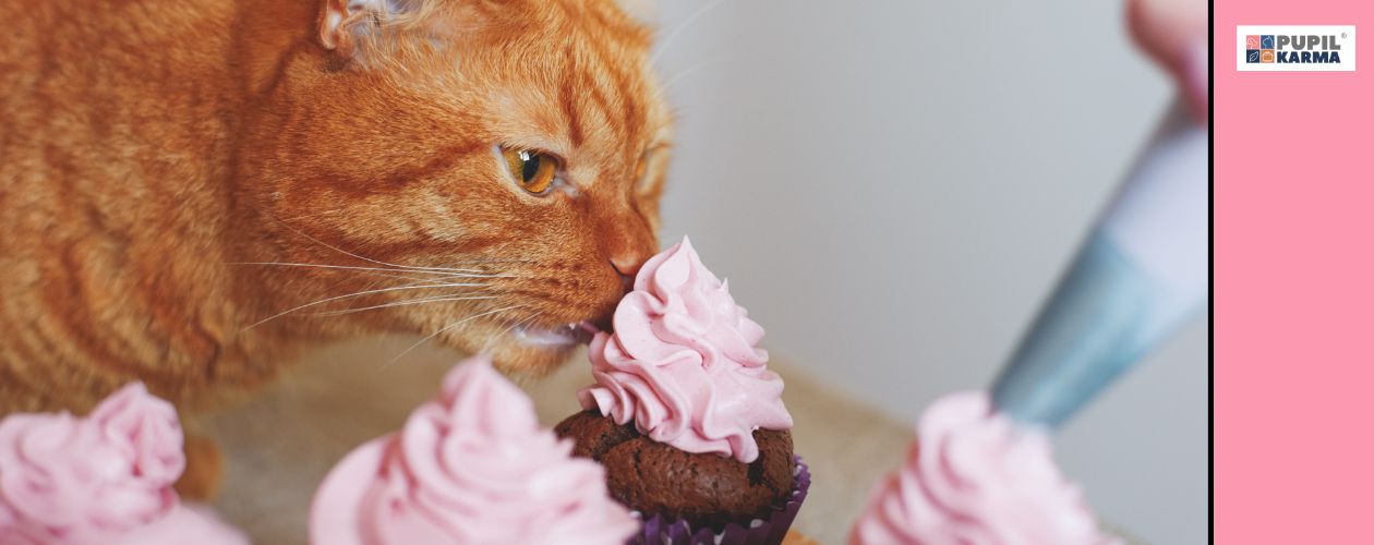 Nie podawaj kotu ludzkiego jedzenia. Na zdjęciu widać fragment rudego kota, który je babeczki z różowym kremem. Po prawej różowy pas i logo pupilkarma.  